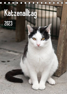 Kalender Katzenalltag 2023 (Tischkalender 2023 DIN A5 hoch) von Daniela Scholz