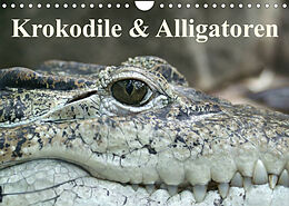 Kalender Krokodile &amp; Alligatoren (Wandkalender 2023 DIN A4 quer) von Elisabeth Stanzer