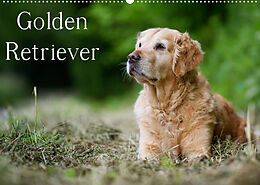 Kalender Golden Retriever (Wandkalender 2023 DIN A2 quer) von Nicole Noack