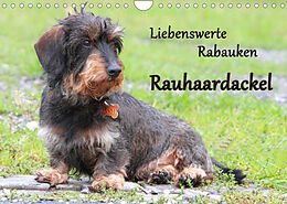Kalender Liebenswerte Rabauken Rauhaardackel / CH-Version (Wandkalender 2023 DIN A4 quer) von Barbara Mielewczyk