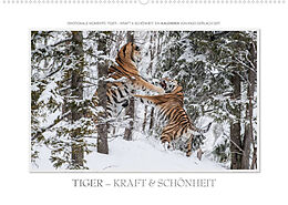 Kalender Emotionale Momente: Tiger - Kraft &amp; Schönheit. / CH-Version (Wandkalender 2023 DIN A2 quer) von Ingo Gerlach GDT