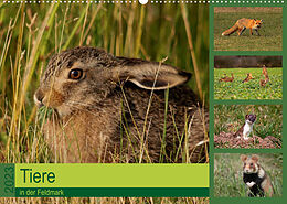Kalender Tiere in der Feldmark (Wandkalender 2023 DIN A2 quer) von Winfried Erlwein