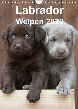 Kalender Labrador Welpen (Wandkalender 2023 DIN A4 hoch) von Heidi Bollich