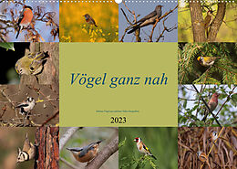 Kalender Vögel ganz nah (Wandkalender 2023 DIN A2 quer) von Winfried Erlwein