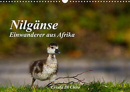 Kalender Nilgänse - Einwanderer aus Afrika (Wandkalender 2023 DIN A3 quer) von Ursula Di Chito