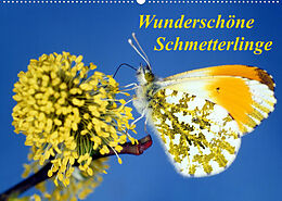 Kalender Wunderschöne Schmetterlinge (Wandkalender 2023 DIN A2 quer) von Lothar Reupert