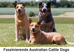 Kalender Faszinierende Australian Cattle Dogs (Wandkalender 2023 DIN A3 quer) von Fotodesign Verena Scholze