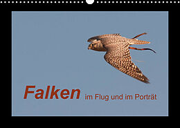 Kalender Falken im Flug und im Porträt (Wandkalender 2023 DIN A3 quer) von Karolina Gasteiger