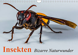 Kalender Insekten  Bizarre Naturwunder (Wandkalender 2023 DIN A4 quer) von Elisabeth Stanzer