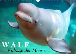 Kalender Wale - Kolosse der Meere (Wandkalender 2023 DIN A3 quer) von Elisabeth Stanzer