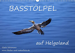 Kalender Basstölpel auf Helgoland (Wandkalender 2023 DIN A3 quer) von Gisela Schümann