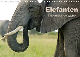 Kalender Elefanten - Faszination der Wildnis (Wandkalender 2023 DIN A4 quer) von Nadine Haase