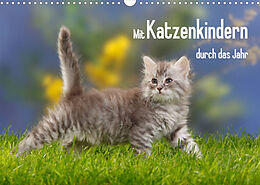 Kalender Mit Katzenkindern durch das Jahr (Wandkalender 2023 DIN A3 quer) von Petra Wegner