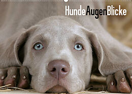 Kalender HundeAugenBlicke (Wandkalender 2023 DIN A2 quer) von Petra Wegner