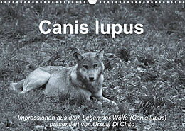 Kalender Canis lupus (Wandkalender 2023 DIN A3 quer) von Ursula Di Chito