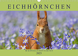 Kalender Eichhörnchen im Königlichen Garten (Wandkalender 2023 DIN A3 quer) von Margret Brackhan