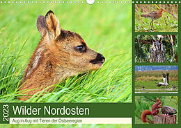 Kalender Wilder Nordosten - Aug in Aug mit Tieren der Ostseeregion (Wandkalender 2023 DIN A3 quer) von René Schaack