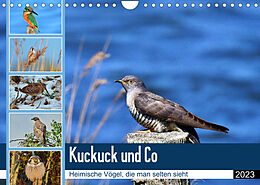 Kalender Kuckuck und Co - Heimische Vögel, die man selten sieht - Jahresplaner 2023 (Wandkalender 2023 DIN A4 quer) von René Schaack