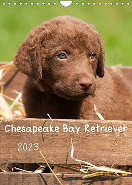 Kalender Chesapeake Bay Retriever 2023 (Wandkalender 2023 DIN A4 hoch) von Vika-Foto