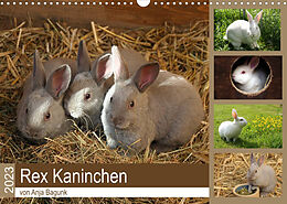 Kalender Rex - Kaninchen (Wandkalender 2023 DIN A3 quer) von Anja Bagunk