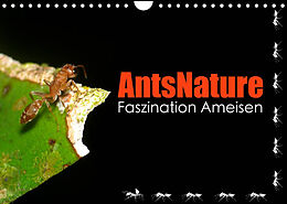 Kalender AntsNature - Faszination Ameisen (Wandkalender 2023 DIN A4 quer) von Bianca Drenske
