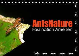 Kalender AntsNature - Faszination Ameisen (Tischkalender 2023 DIN A5 quer) von Bianca Drenske