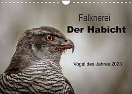 Kalender Falknerei Der Habicht (Wandkalender 2023 DIN A4 quer) von Tanja Brandt
