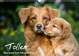 Kalender Toller - Nova Scotia Duck Tolling Retriever (Wandkalender 2023 DIN A3 quer) von Anna Auerbach