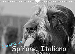 Kalender Carissimo Spinone Italiano (Wandkalender 2023 DIN A4 quer) von Silvia Drafz