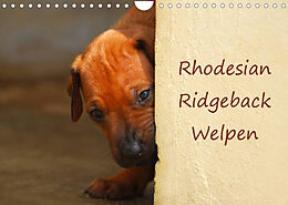 Kalender Rhodesian Ridgeback Welpen (Wandkalender 2023 DIN A4 quer) von Anke van Wyk