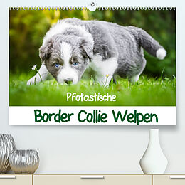 Kalender Pfotastische Border Collie Welpen (Premium, hochwertiger DIN A2 Wandkalender 2023, Kunstdruck in Hochglanz) von Andrea Mayer