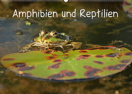 Kalender Amphibien und Reptilien (Wandkalender 2023 DIN A2 quer) von Christine Schmutzler-Schaub