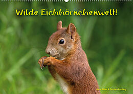 Kalender Wilde Eichhörnchenwelt! (Wandkalender 2023 DIN A2 quer) von Birte Alber und Carsten Cording