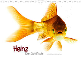 Kalender Heinz  Der Goldfisch (Wandkalender 2023 DIN A4 quer) von Ralf Wehrle &amp; Uwe Frank www.blackwhite.de
