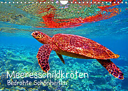 Kalender Meeresschildkröten - Bedrohte Schönheiten (Wandkalender 2023 DIN A4 quer) von Andrea Hess