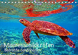 Kalender Meeresschildkröten - Bedrohte Schönheiten (Tischkalender 2023 DIN A5 quer) von Andrea Hess