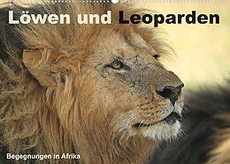 Kalender Löwen und Leoparden - Begegnungen in Afrika (Wandkalender 2023 DIN A2 quer) von Michael Herzog