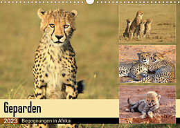 Kalender Geparden - Begegnungen in Afrika (Wandkalender 2023 DIN A3 quer) von Michael Herzog