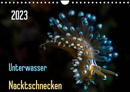 Kalender Unterwasser - Nacktschnecken 2023 (Wandkalender 2023 DIN A4 quer) von Claudia Weber-Gebert