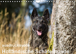 Kalender ausdrucksvolle Holländische Schäferhunde (Wandkalender 2023 DIN A4 quer) von Fotodesign Verena Scholze