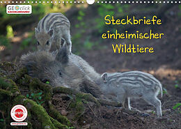 Kalender GEOclick Lernkalender: Steckbriefe einheimischer Wildtiere (Wandkalender 2023 DIN A3 quer) von Klaus Feske
