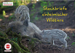 Kalender GEOclick Lernkalender: Steckbriefe einheimischer Wildtiere (Wandkalender 2023 DIN A2 quer) von Klaus Feske