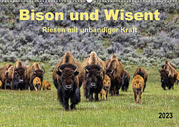 Kalender Bison und Wisent - Riesen mit unbändiger Kraft (Wandkalender 2023 DIN A2 quer) von Peter Roder
