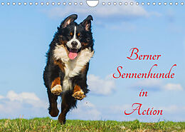 Kalender Berner Sennenhunde in Action (Wandkalender 2023 DIN A4 quer) von Sigrid Starick