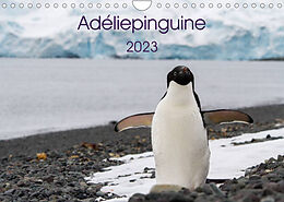 Kalender Adéliepinguine (Wandkalender 2023 DIN A4 quer) von Anna-Barbara Utelli