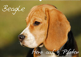 Kalender Beagle - Herz auf 4 Pfoten (Wandkalender 2023 DIN A2 quer) von Sigrid Starick