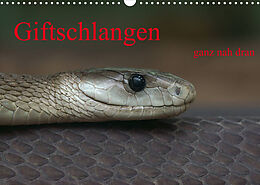 Kalender Giftschlangen, ganz nah dran (Wandkalender 2023 DIN A3 quer) von Sigrid Enkemeier