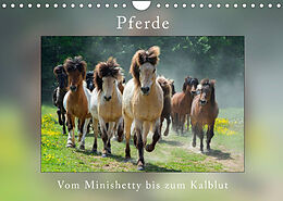 Kalender Pferde Vom Minishetty bis zum Kaltblut (Wandkalender 2023 DIN A4 quer) von Angelika Beuck