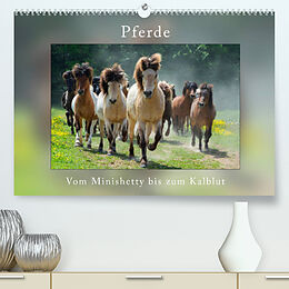 Kalender Pferde Vom Minishetty bis zum Kaltblut (Premium, hochwertiger DIN A2 Wandkalender 2023, Kunstdruck in Hochglanz) von Angelika Beuck
