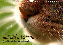 Kalender geliebte Katzen - auf Samtpfoten durchs Jahr (Wandkalender 2023 DIN A4 quer) von Isabel Schöne